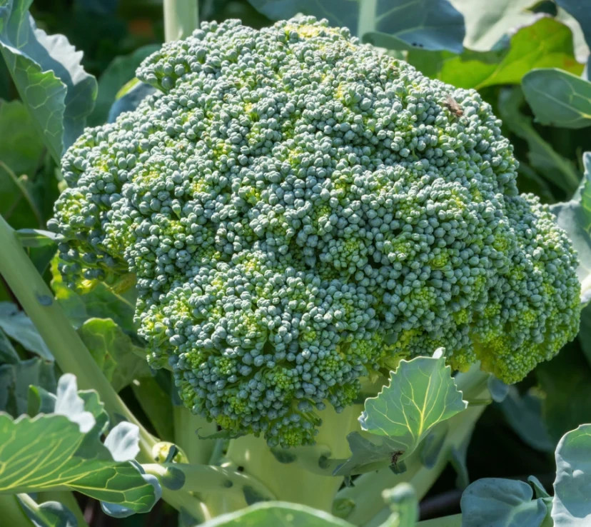 Broccoli Seeds 50 Fresh Garden Vegetable Seeds Free Shipping