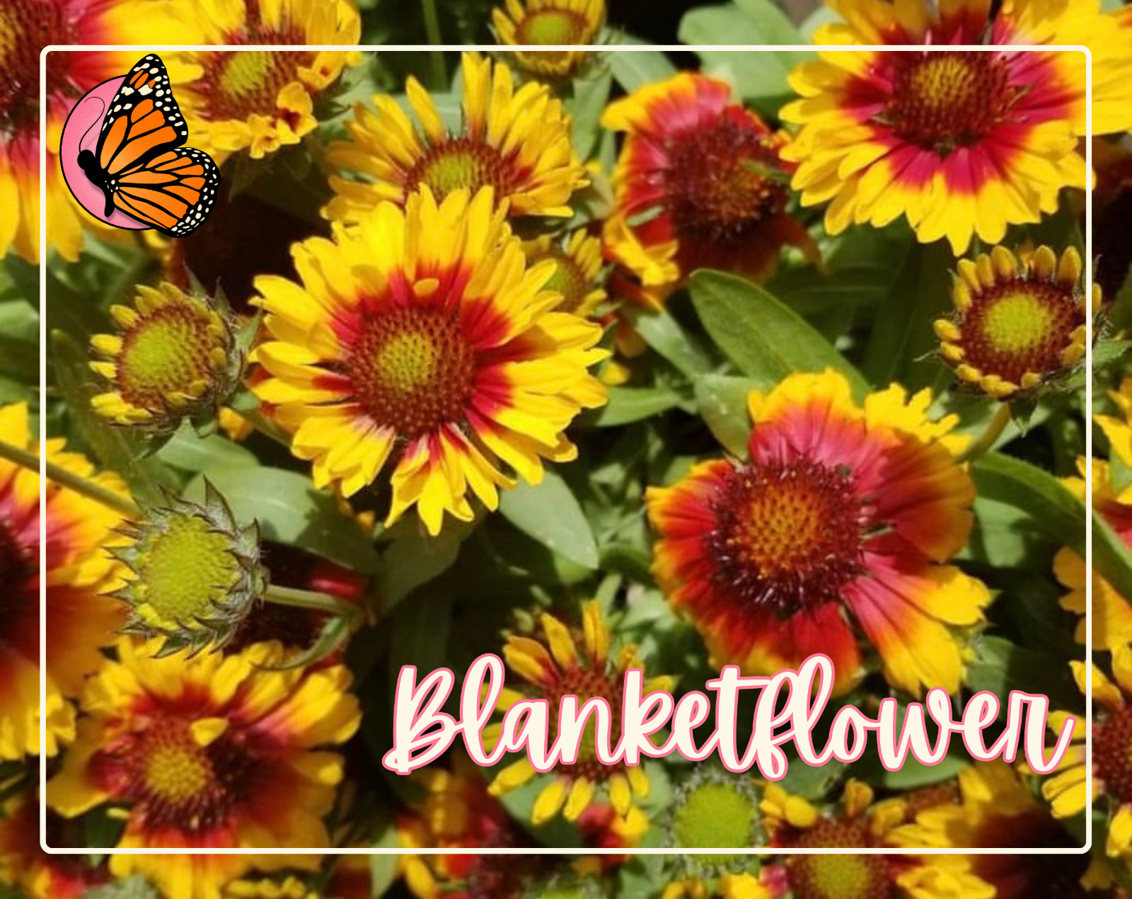BEGINNER FLOWERS Seed Bundle | 12 Unique Seed Packets, Easy-To-Grow Variety Pack