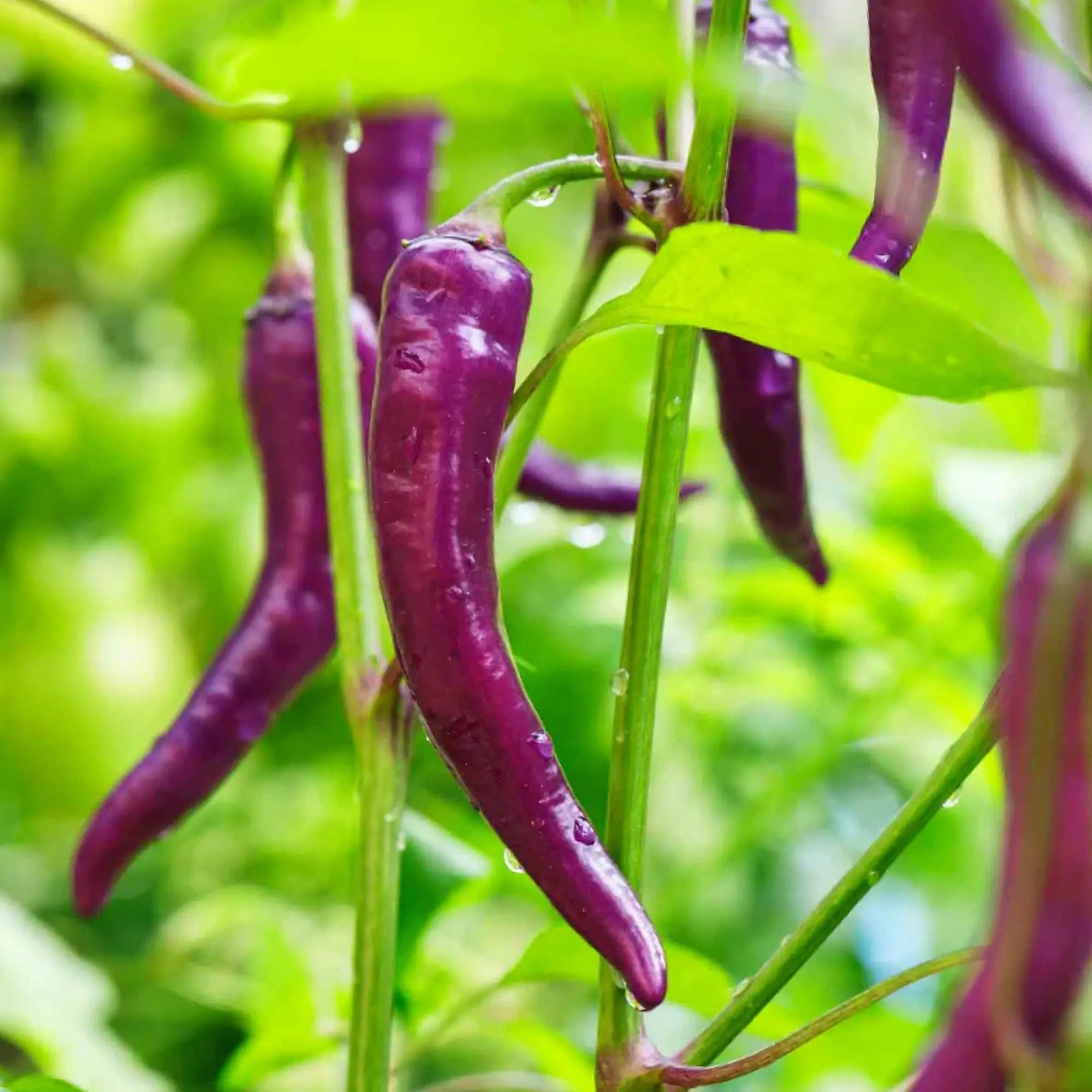 Purple Cayenne Chili Box Garden Seeds LLC Heirloom USA Grown Hot Pepper