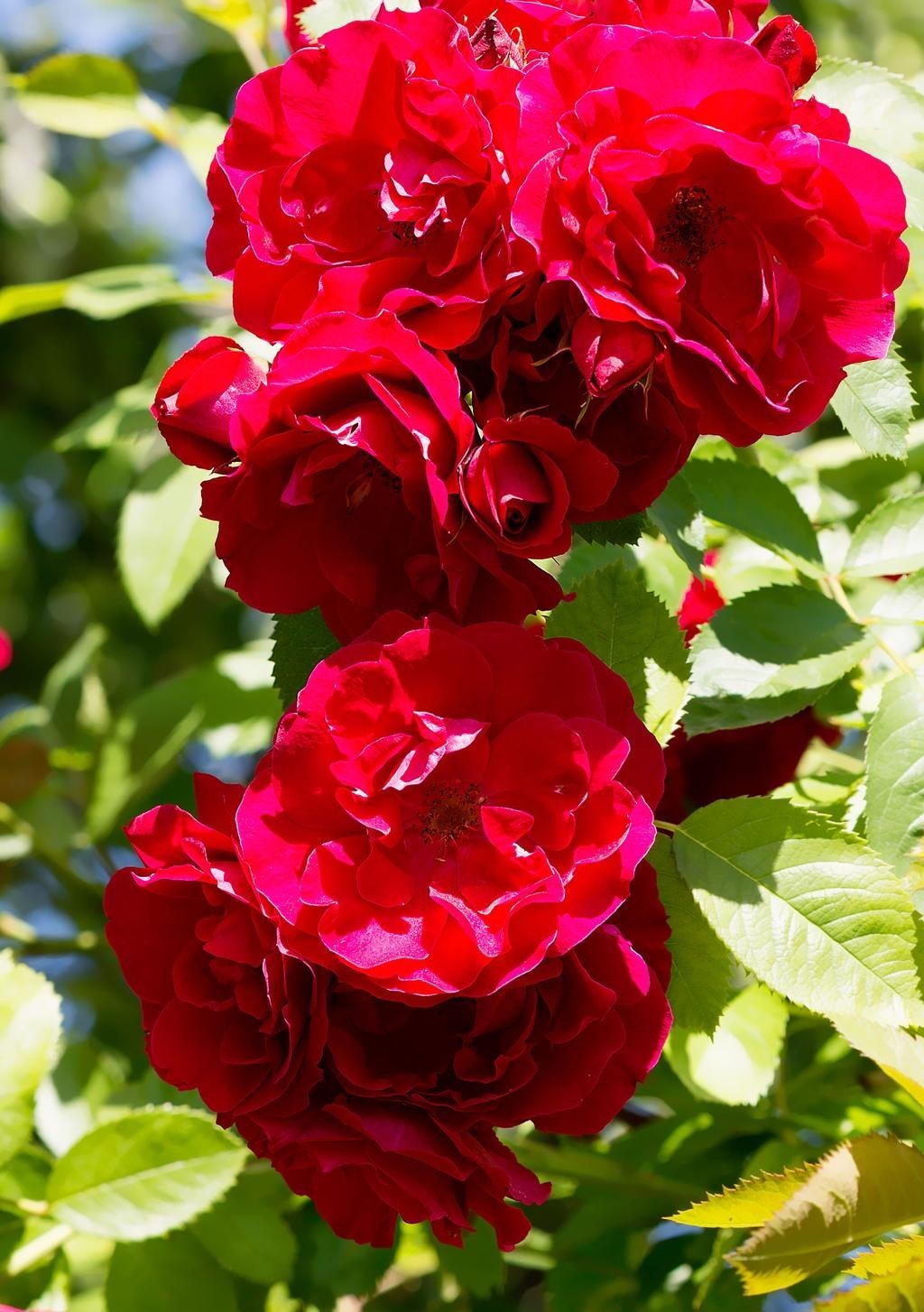 Red Cascade Rose Live Plants – 10 Pack of 1 Gallon Rose Bushes – Fast Growing Ca