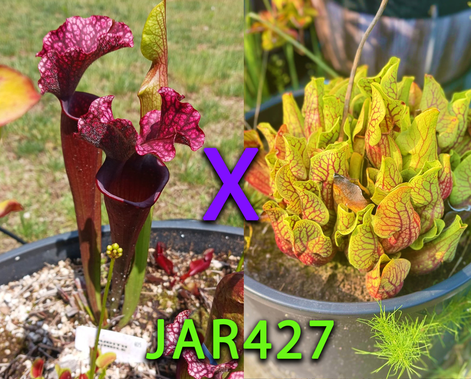Sarracenia Seeds – JAR427 Judith Hindle x Purpurea “Jerry’s Breeder” Montana