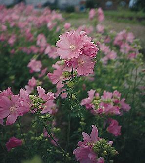 Malva alcea fastigiata 250 seeds