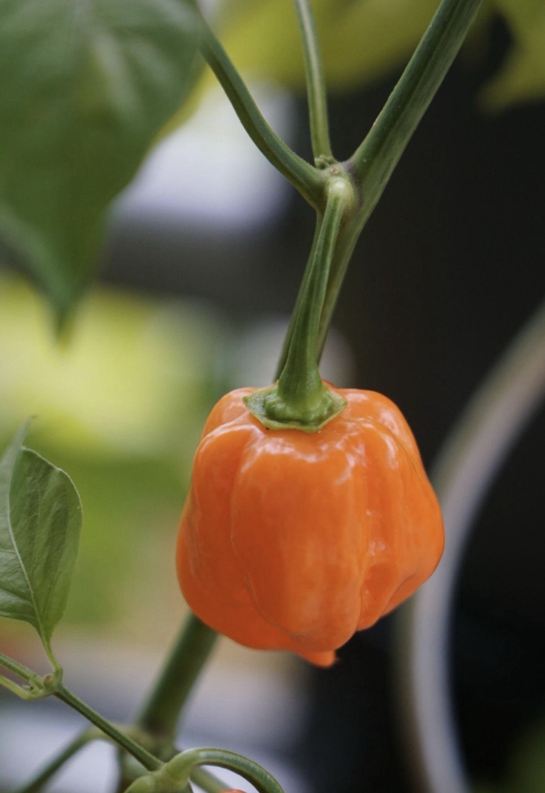 Popular!! 5 Habanero Orange Pepper Plants!! Ready To Ship!!