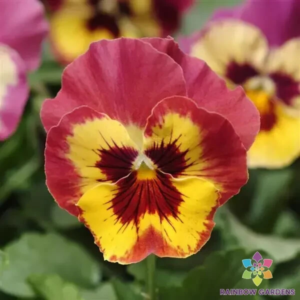 200+ Sorbet XP Rose Picotee Pansy (Viola) Seeds for Garden – FREE SHIPPING!