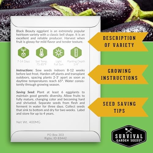 Black Beauty Eggplant Seed for Planting – Packets with Instructions to Grow 2