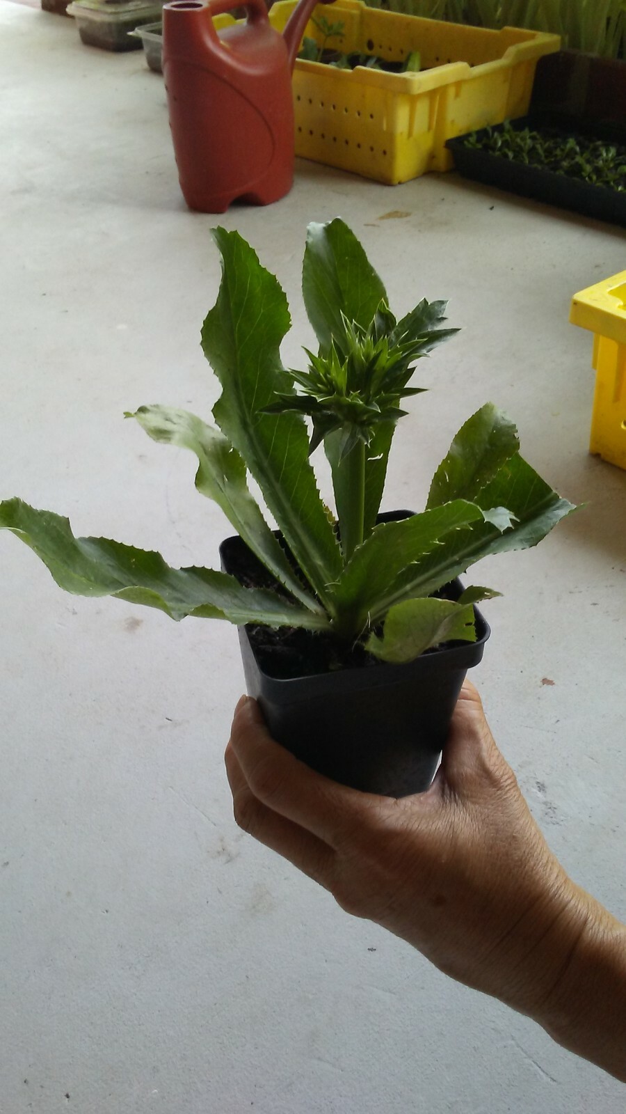CULANTRO Seeds, Eryngium Foetidum parley, Ngo Gai , 2024 Season