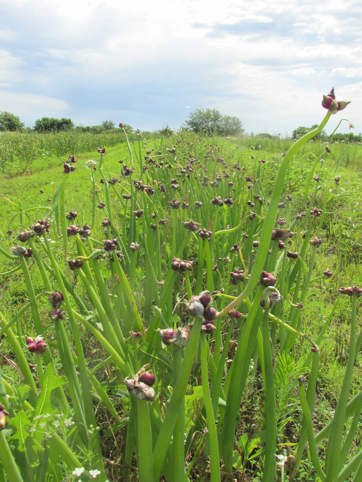 Egyptian Walking Onions, Mature Bulbs and Top Bulblets ~ Naturally Grown