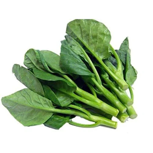Kailaan Gai Lan Seeds – Cải Rổ Asian Green Heirloom Broccoli Kale – KAI LANS