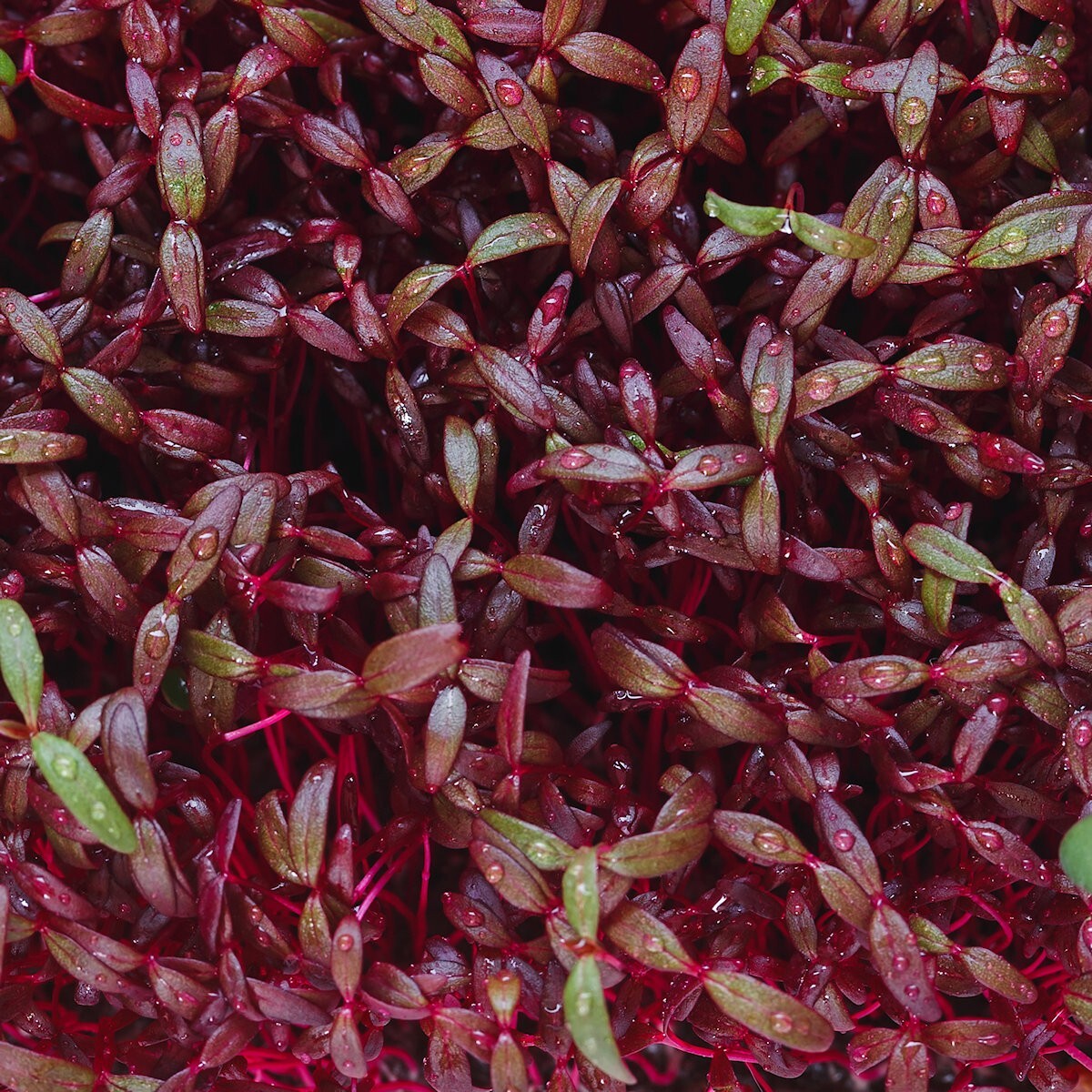 1/4 Lb Red Garnet Amaranth Herb Seeds – Everwilde Farms Mylar Seed Packet