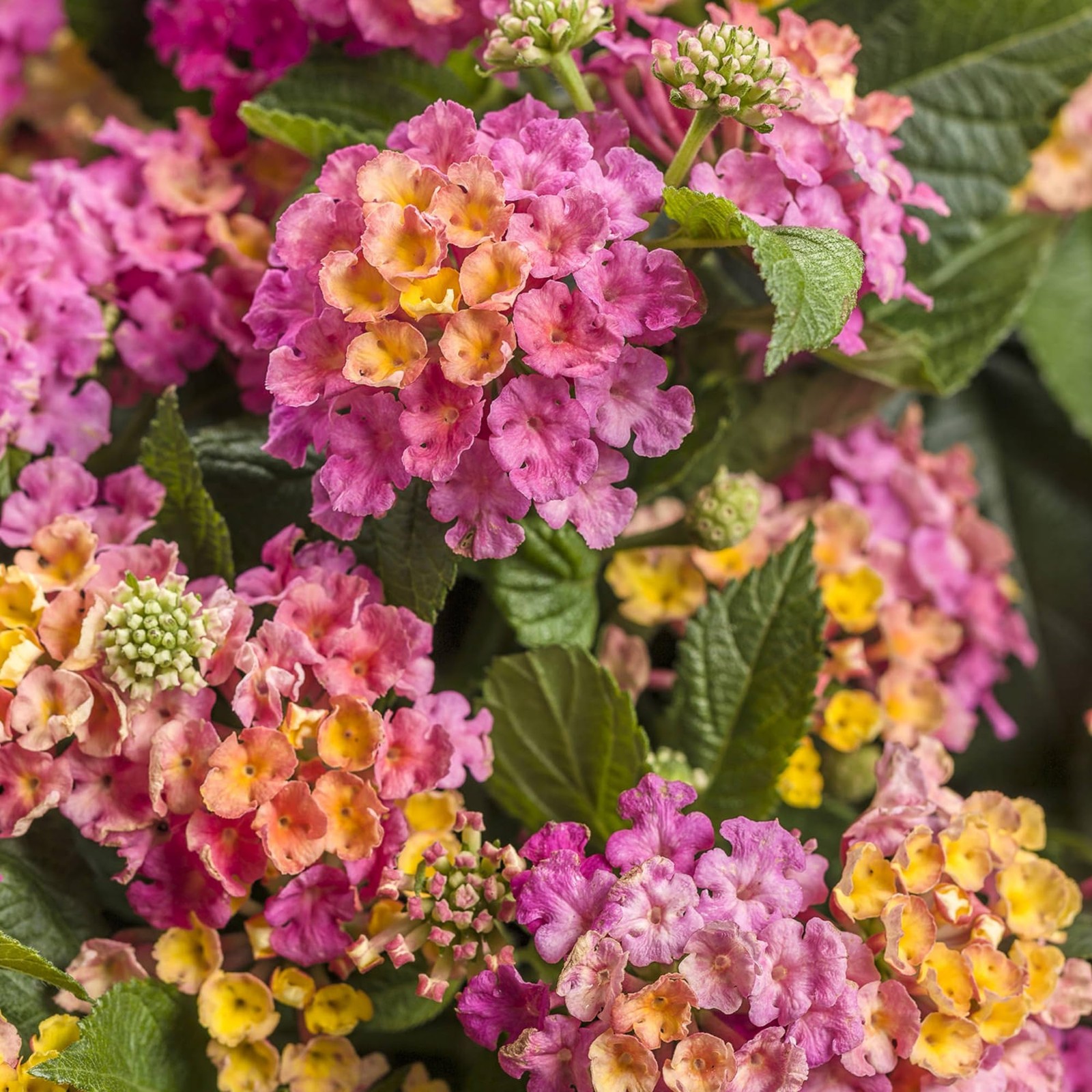 Lantana Flower Seeds for Planting – 300+ Mixed Color Flower Seeds to Plant Great