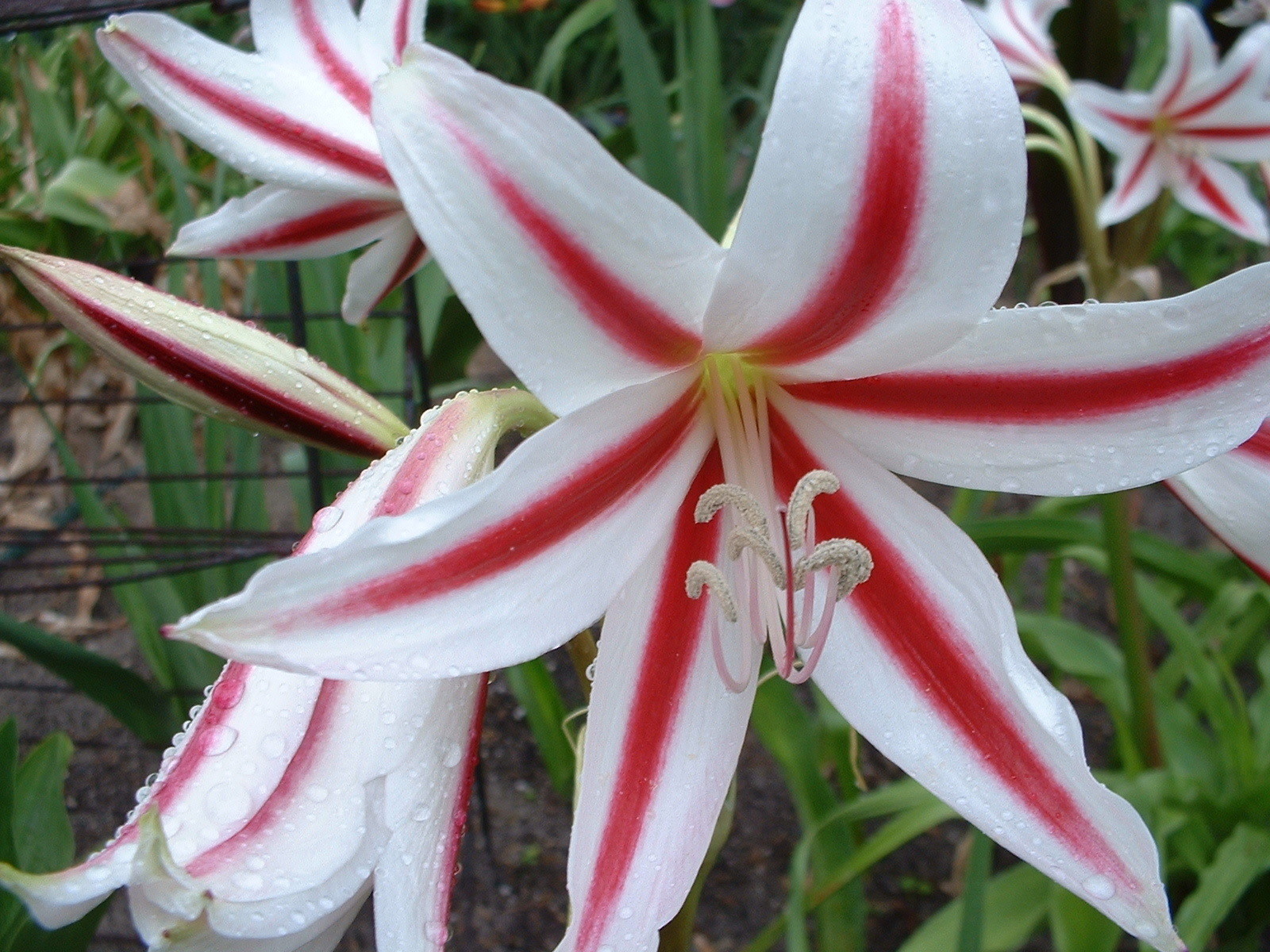 Crinum Lily, Scabrum ‘Fireworks’, medium-size bulb