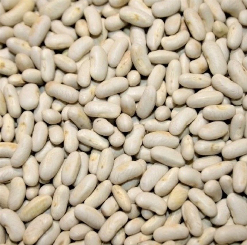 Heirloom Blue Lake Bush Bean – Fresh Seeds – Non-GMO, 55-65 days, USA Seller