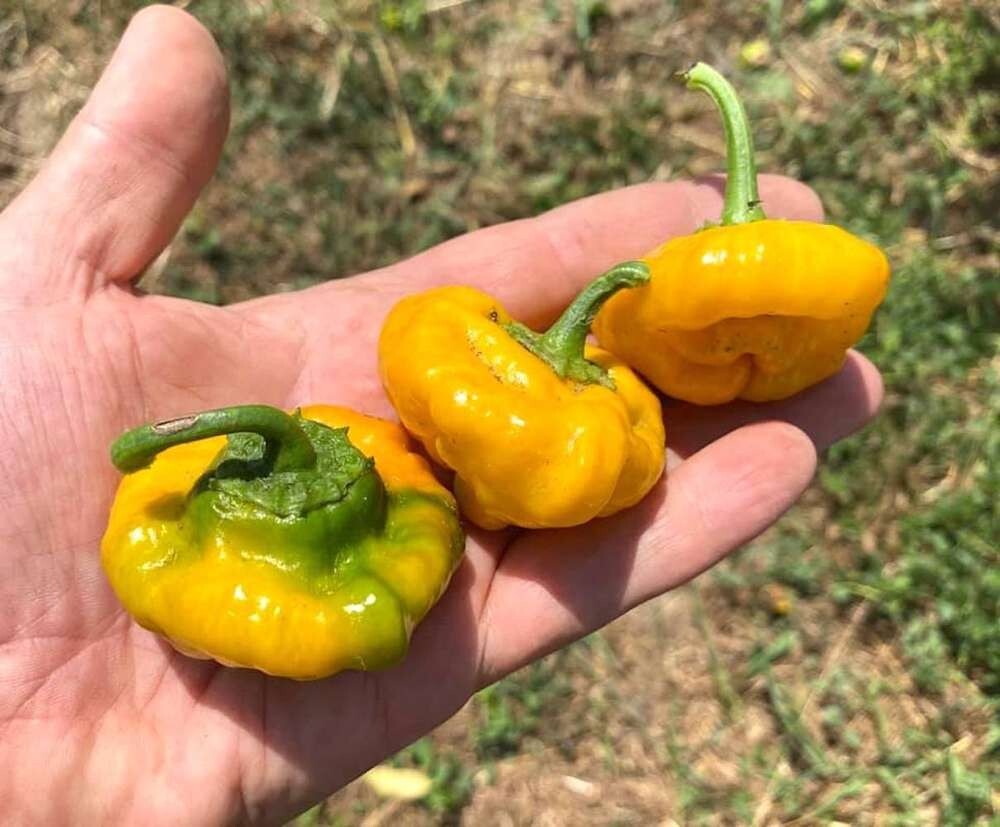 20 Fresh Premium Scotch Bonnet Jamaican Yellow | NON-GMO | Pepper Seeds-B 57