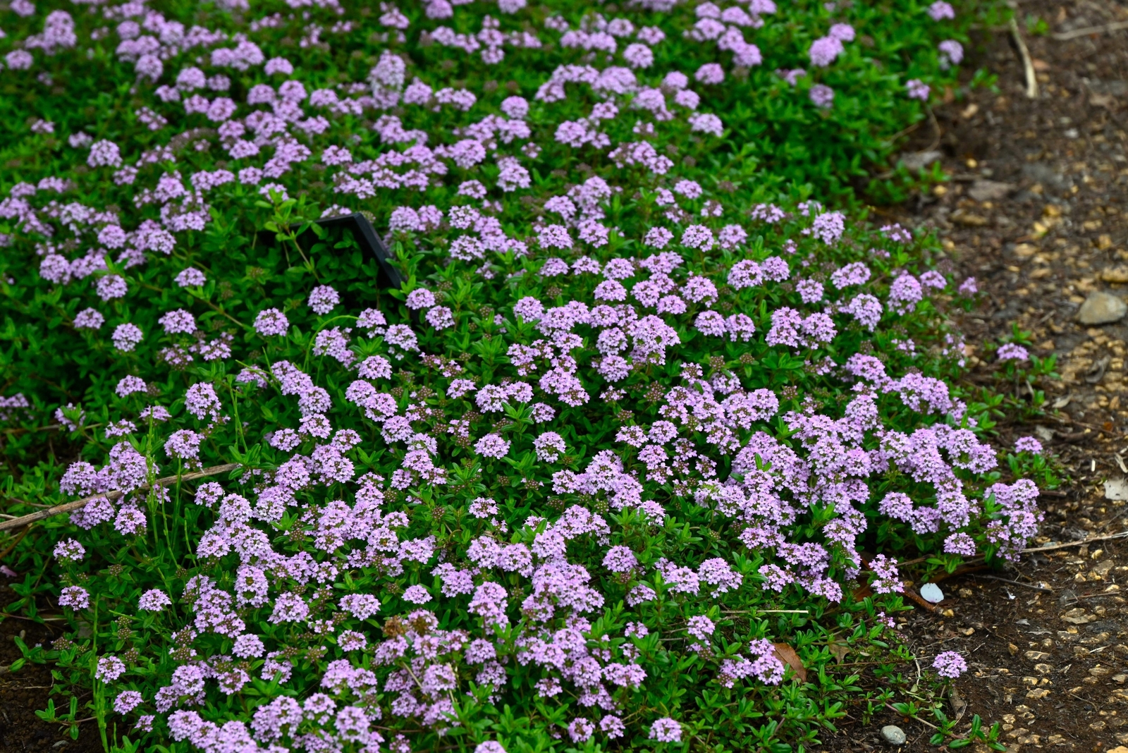 1000 THYME Common English German French Garden Winter Thymus Vulgaris Herb Seeds