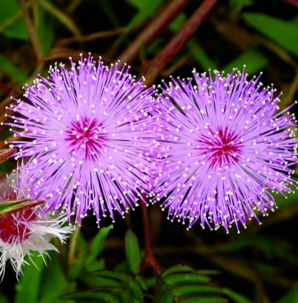 100 SEEDS of MIMOSA FLOWER SEEDS SENSITIVE PLANT annual WILDFLOWER