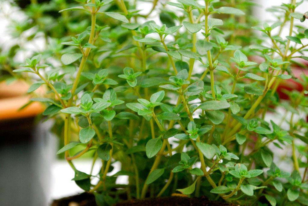 320 SEEDS – thyme GERMAN common winter PERENNIAL GroCo* USA – BUY 15-SHIPS FREE