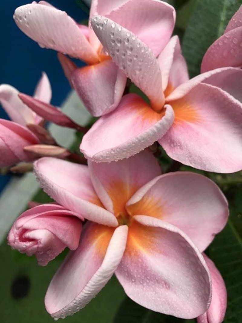 5 Light Pink Orange Plumeria Seeds Perennial Flowers Seed Frangipani US SELLER