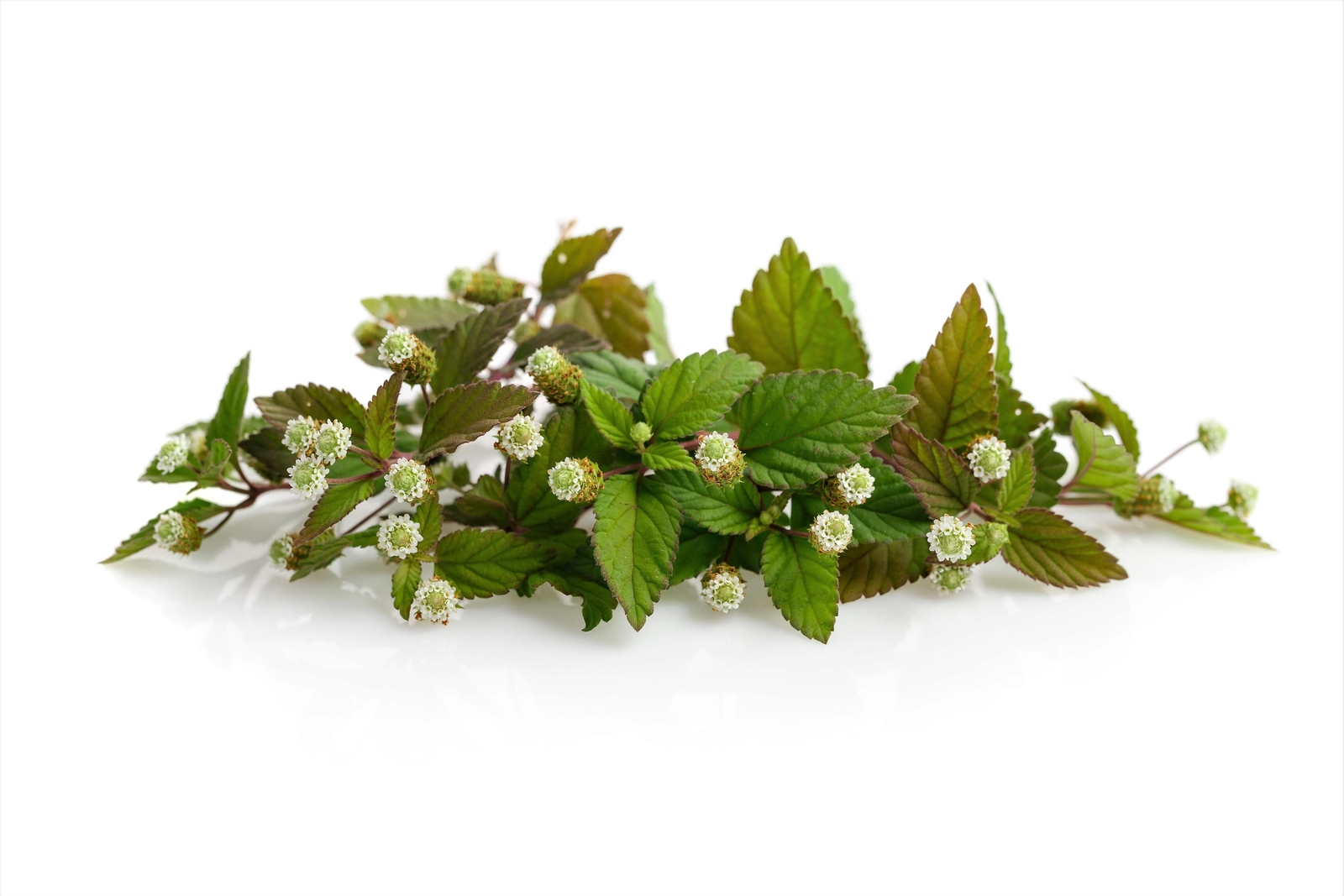 100 AZTEC SWEET HERB Honeyherb Mayan Mint Dulce Buttons Lippia Dulcis Phyla Seed