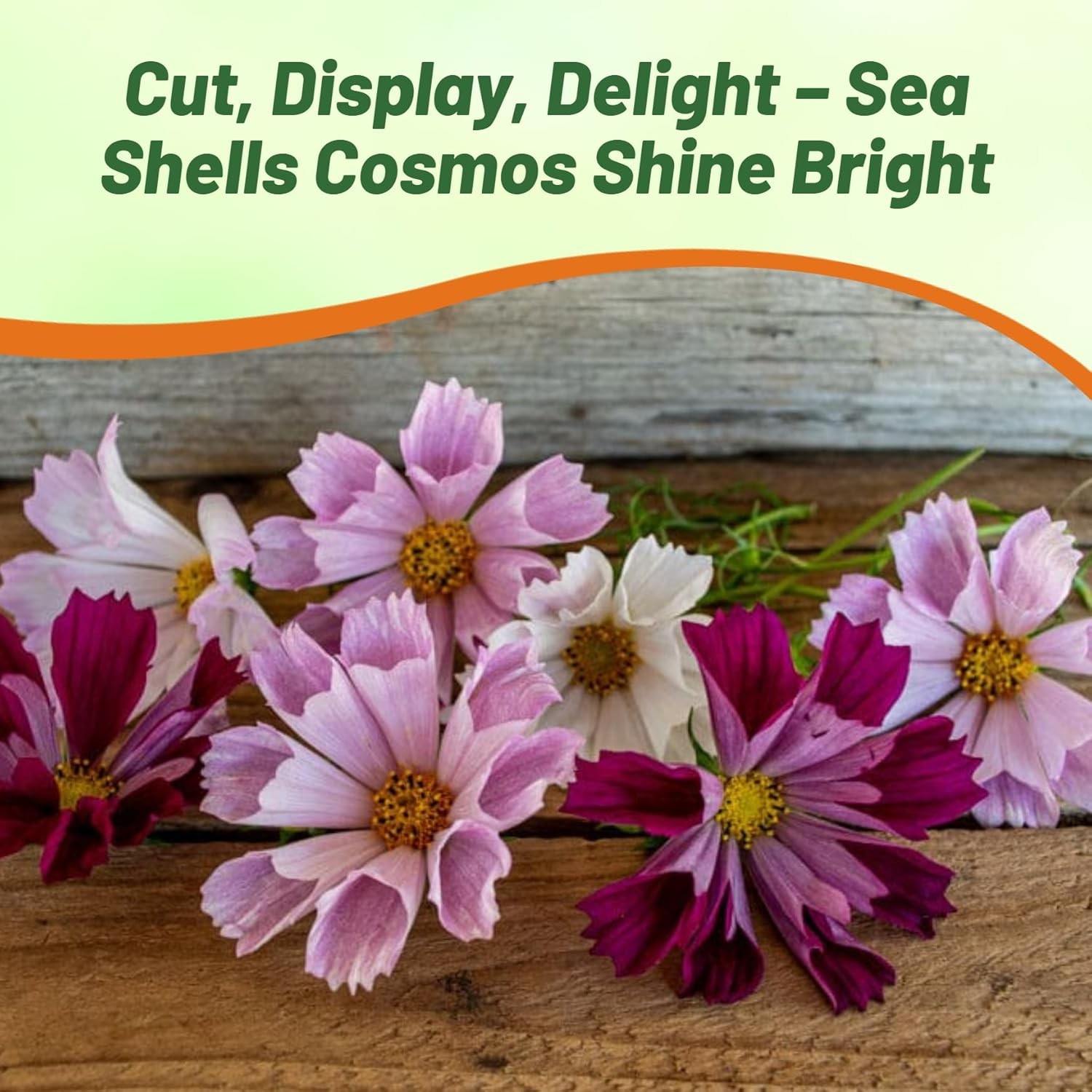 500 Seeds Drought Tolerant Cosmos Bipinnatus Sea Shells Garden Flower Seed MIx