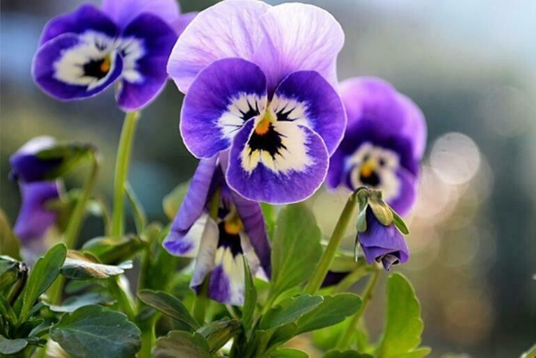 50PCS Mix Colors Violet Seeds Garden Violet Flowers Perennial (MIX Color)