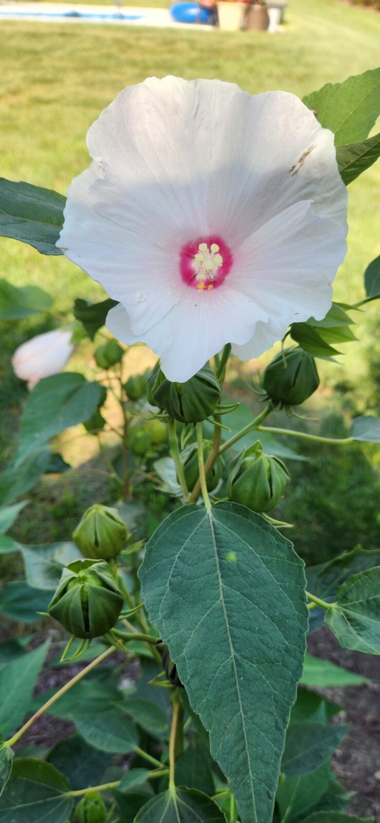 Organic White Swamp Rose Mallow Native hardy hibiscus seeds perennial.