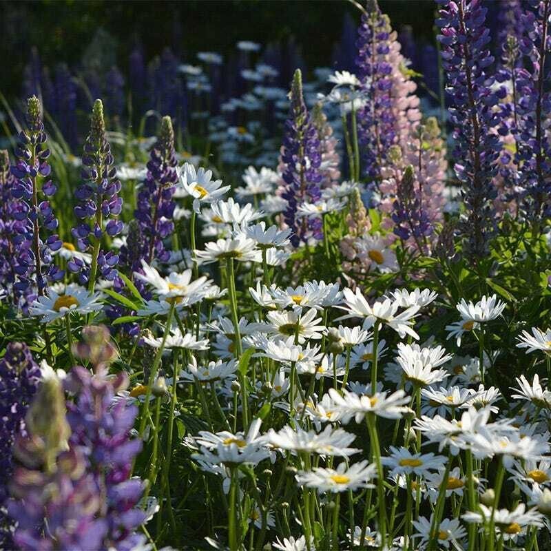 500+ Wildflower Mix – ALL PERENNIAL – Heirloom – Pollinator – Non GMO – FRESH