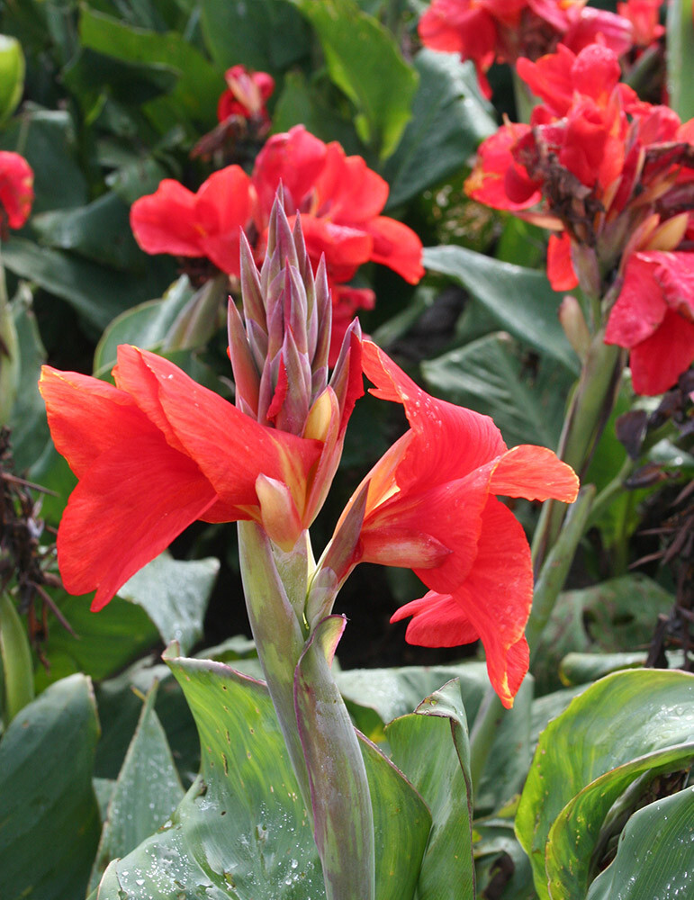 The President Dwarf Canna Lily Tropical Flower 3 Live Potted Plant 2 to 4 ft