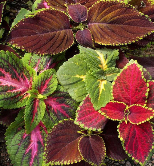 250 COLEUS RAINBOW MIX Flower Seeds