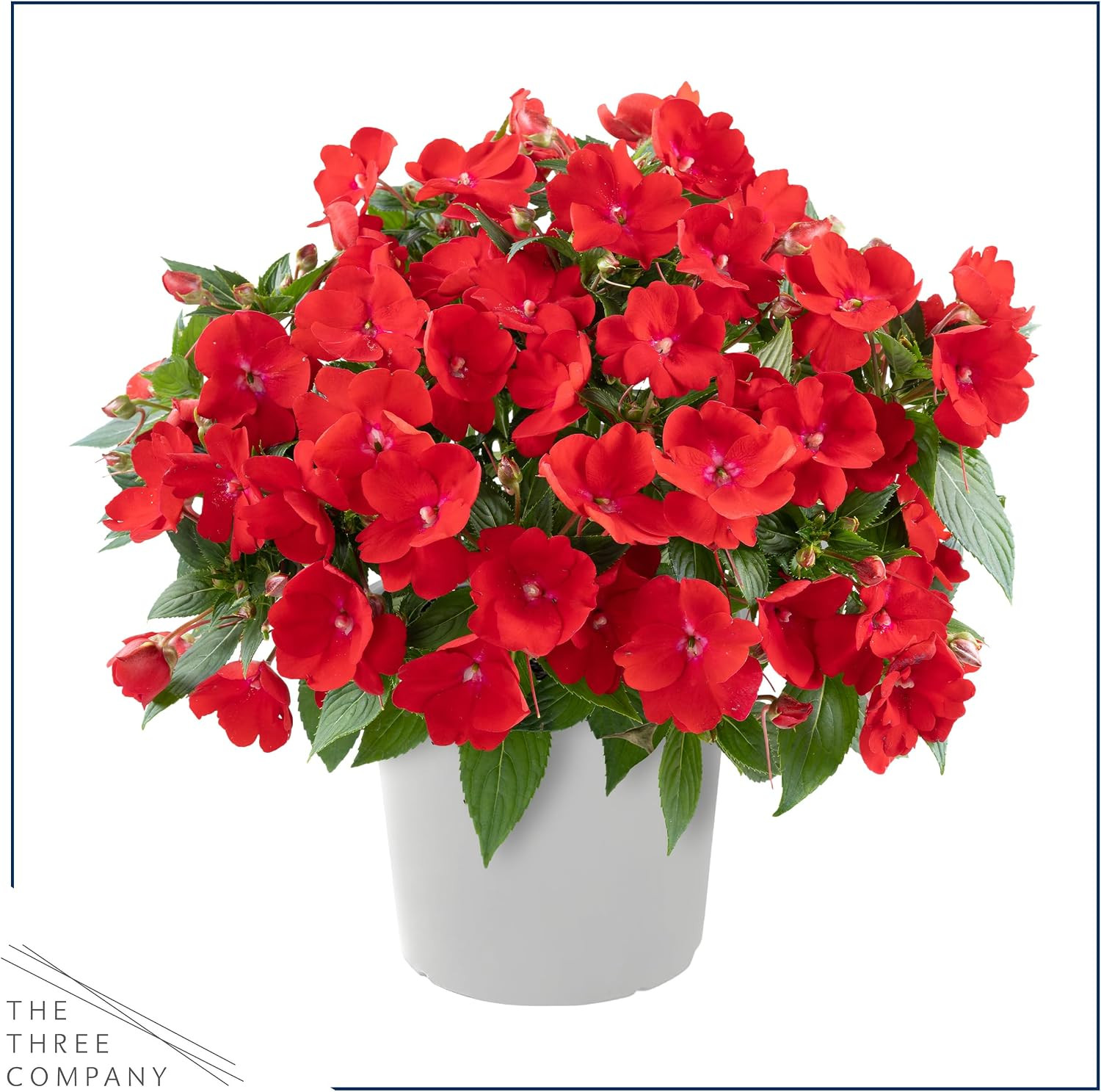 Live Flowering New Guinea Impatiens – Grower’S Choice Assorted Colors (3 Plants