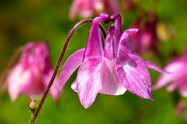COLUMBINE MIX, 202+ SEEDS, ALL KINDS AND COLORS, AQUILEGIA, NICE SHADE FLOWERS