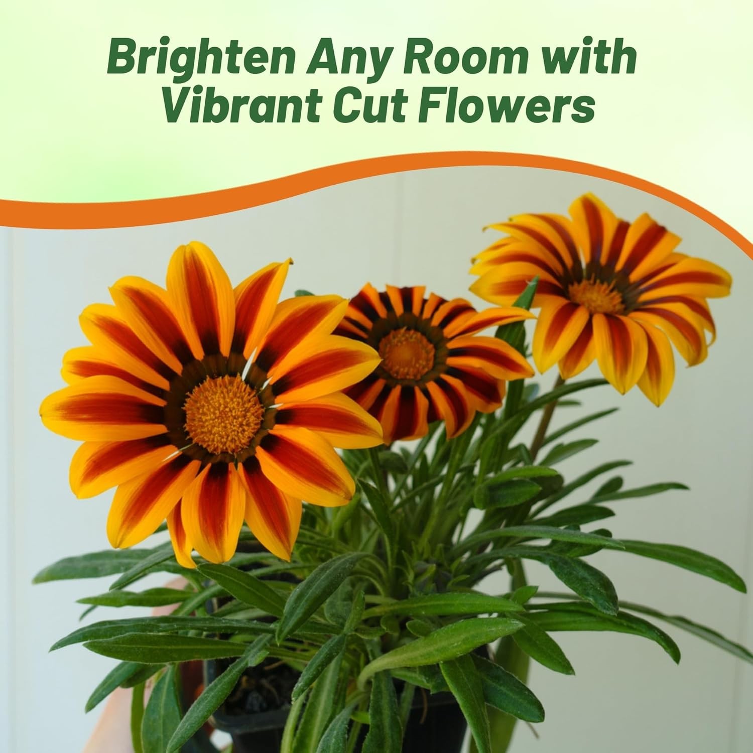 50 Seeds Drought Tolerant Gazania Rigens Orange Flame Groundcover Plant Seed