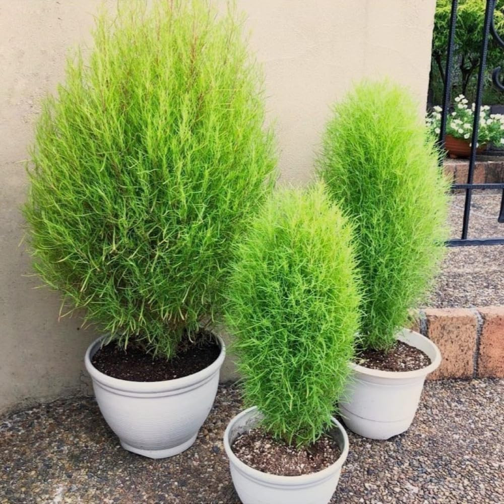 500+ Seeds Summer Cypress Burning Bush Kochia – Flower Multicolor