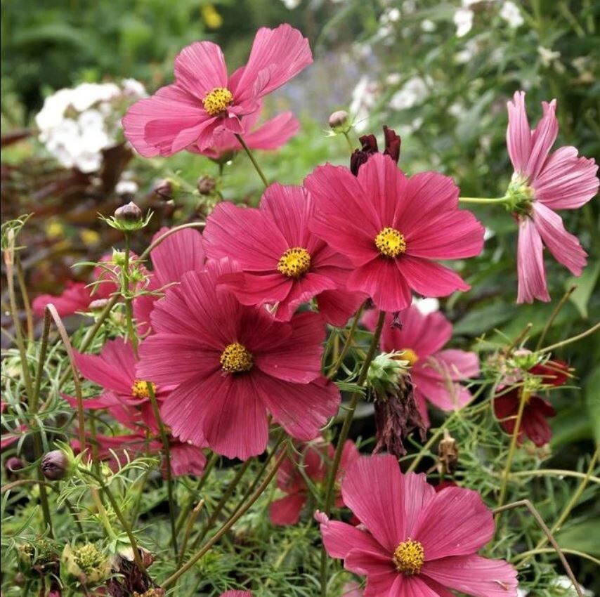 50+Seeds| Rubenza’ Cosmos Seeds Seeds #L010
