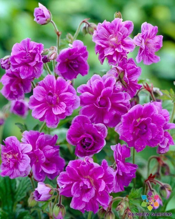 25+ Plenum Geranium Seeds for Garden Planting – USA – FREE SHIPPING!