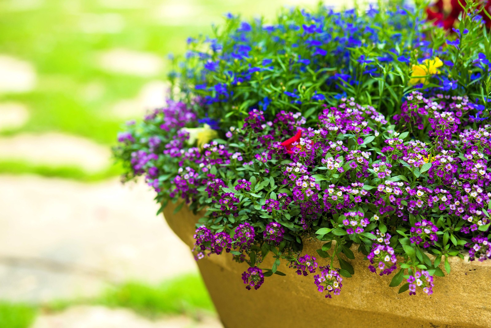 500 Sweet ALYSSUM ROYAL CARPET Lobularia Maritima Flower Seeds