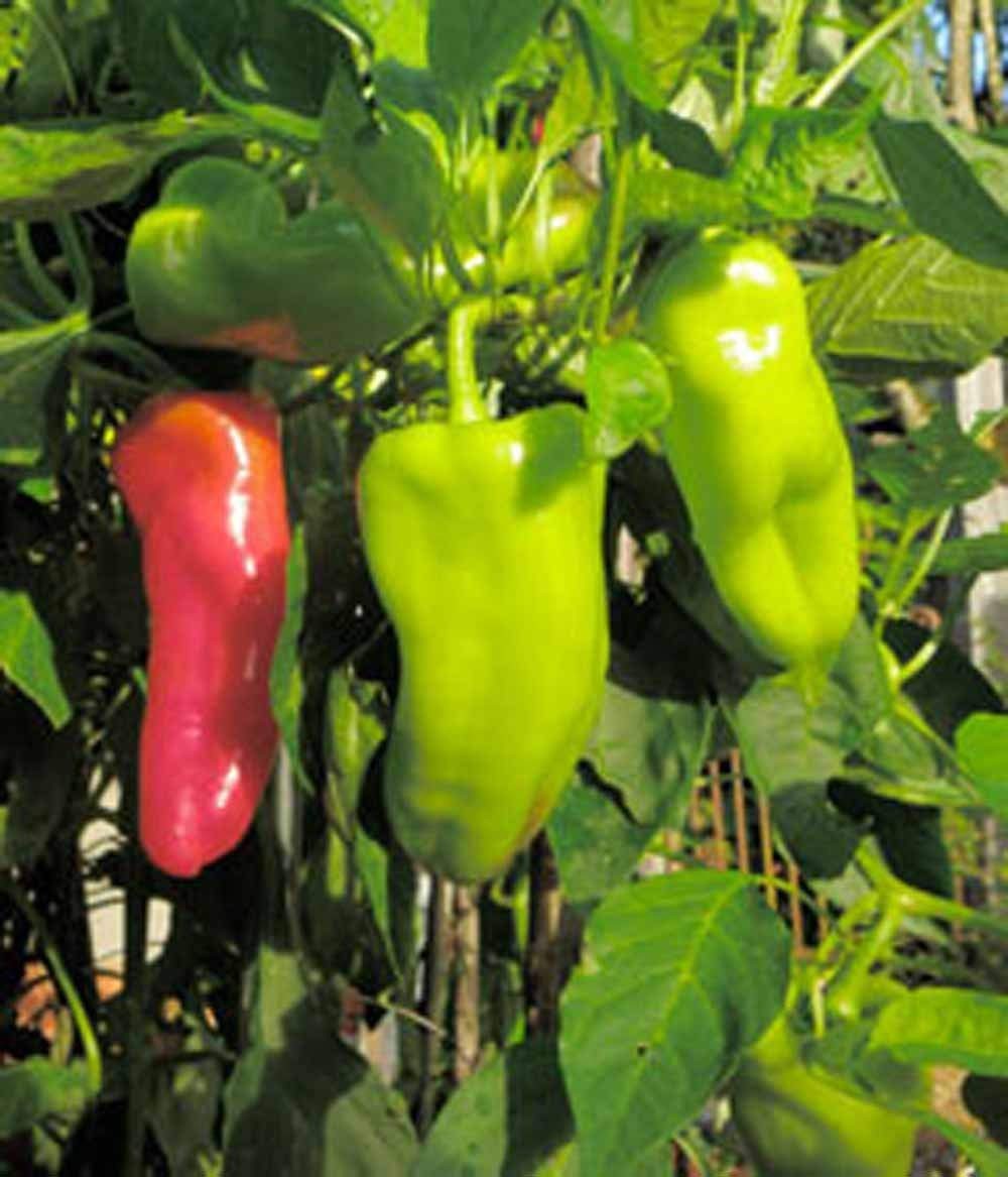 Pepper, Cubanelle Sweet Pepper Seeds, Non GMO, 200 Seeds per Pack, Some Prefer T