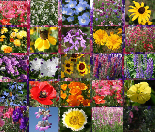 WILDFLOWER MIX EARLY BIRD – 1 Oz Bulk Seeds