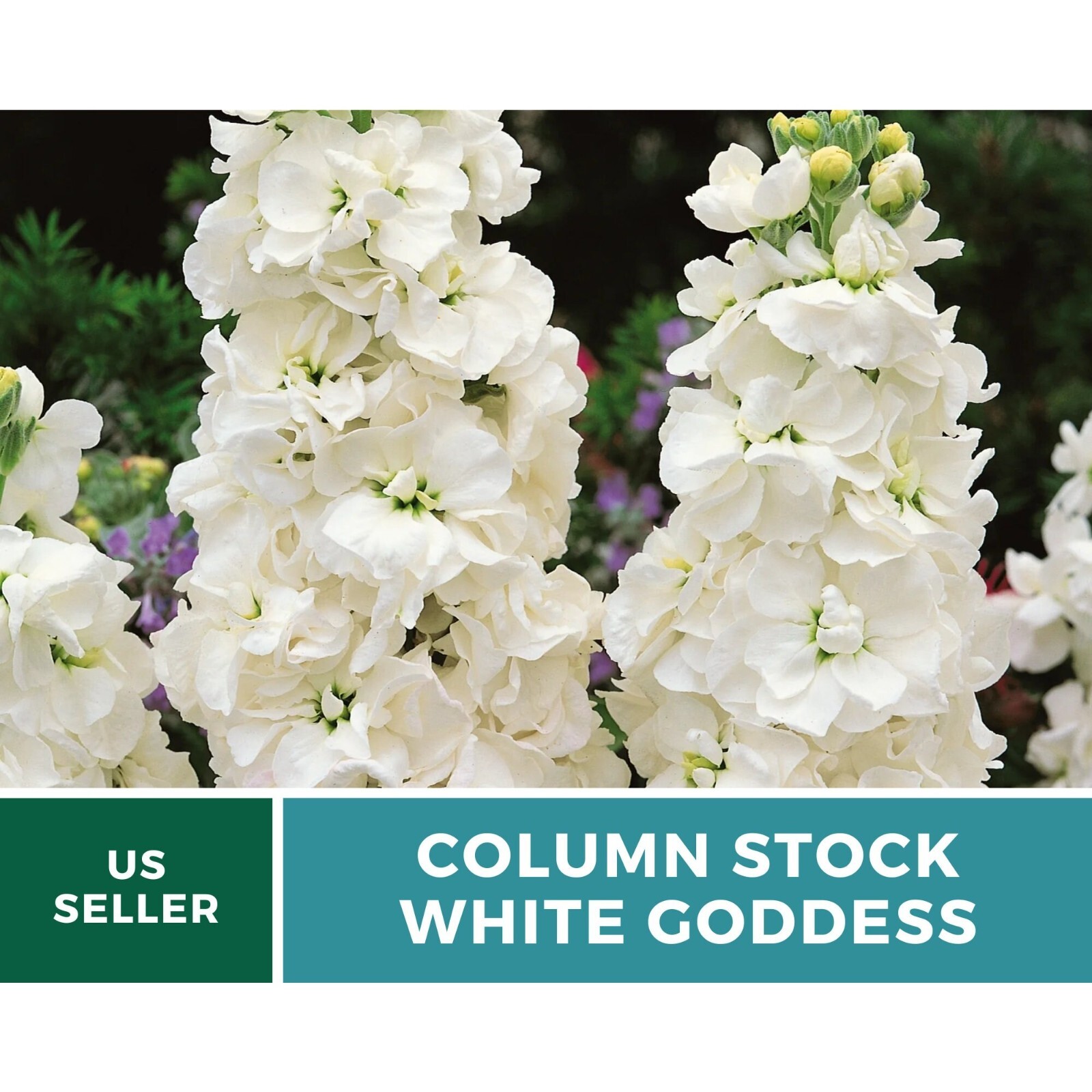 Column Stock, White Goddess – 50 seeds – Heirloom Flower (Matthiola incana)