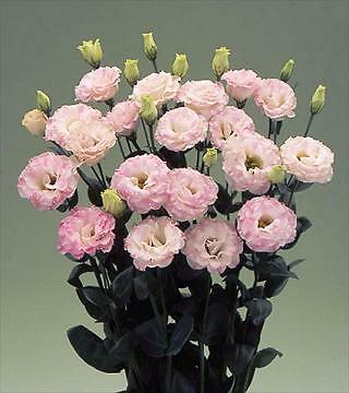 Lisianthus Arena Pink Flash III 250 seeds