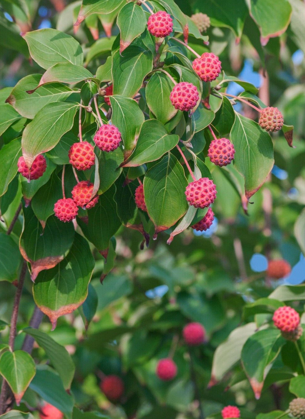 10 SEEDS KOUSA DOGWOOD TREE Zones 4-8 White Flowers With Pretty Red Edible Fruit