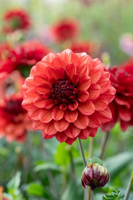 1 – Misis Miley Decorative Dahlia Flower Bulb Tuber