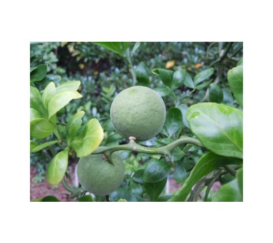 TRIFOLIATE ORANGE 13-18″ TREES Quantity 3