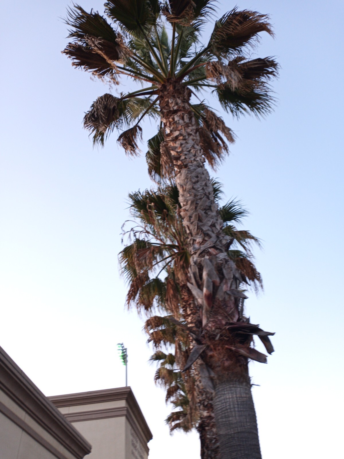 25 Mexican Fan Palm Tree Seeds (Washingtonia robusta) Tropical Exotic Cold Hardy