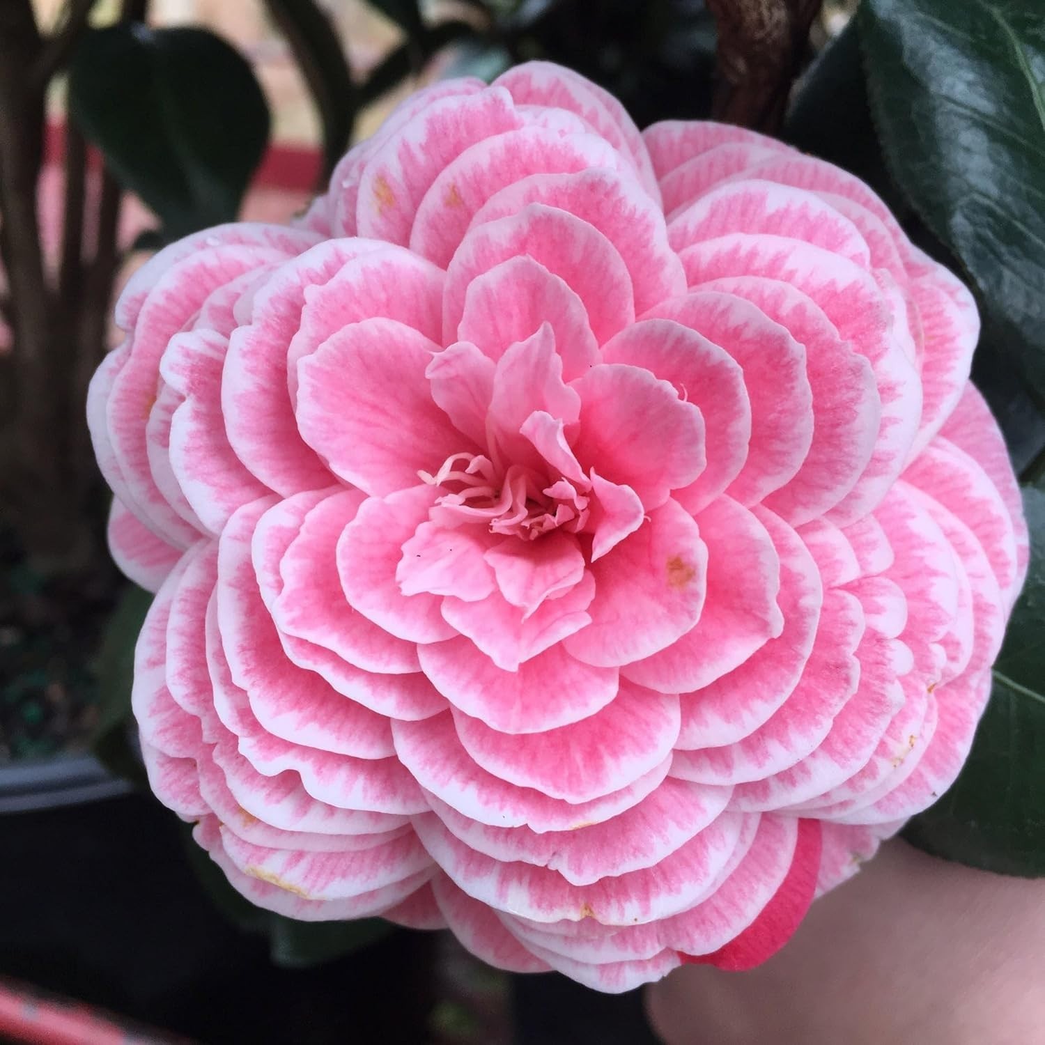 Fragrant 20+ Camellia Flower Seeds – High Germination for Stunning Summer Blooms