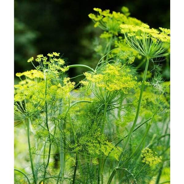 BOUQUET DILL – HUGE HERB – ORGANIC – 100+ SEEDS
