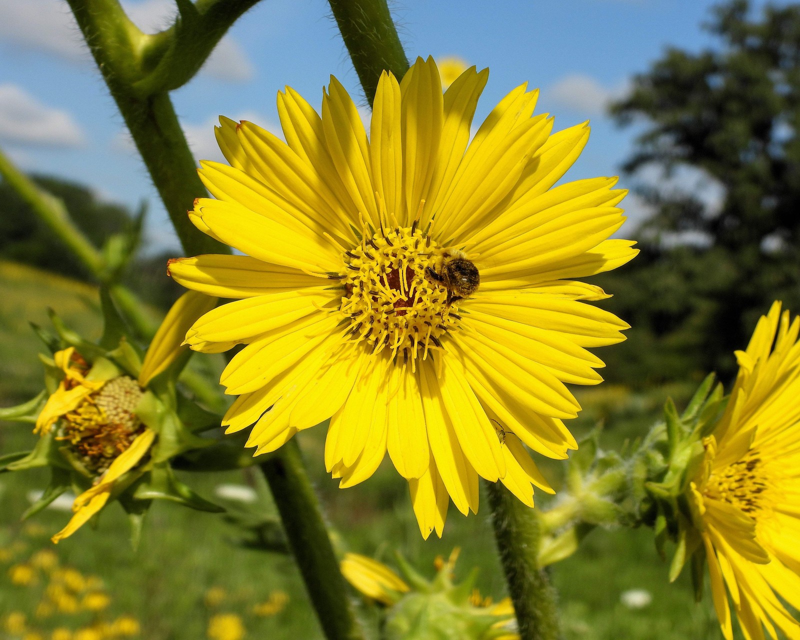 10 Yellow COMPASS PLANT Silphium Laciniatum Prairie Compassplant 4″ Flower Seeds