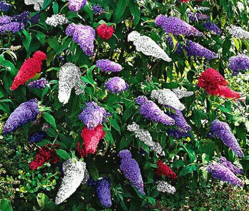 Jocadew Butterfly Bush Mixed Colors Buddleia Davidii jocad (200 Seeds)