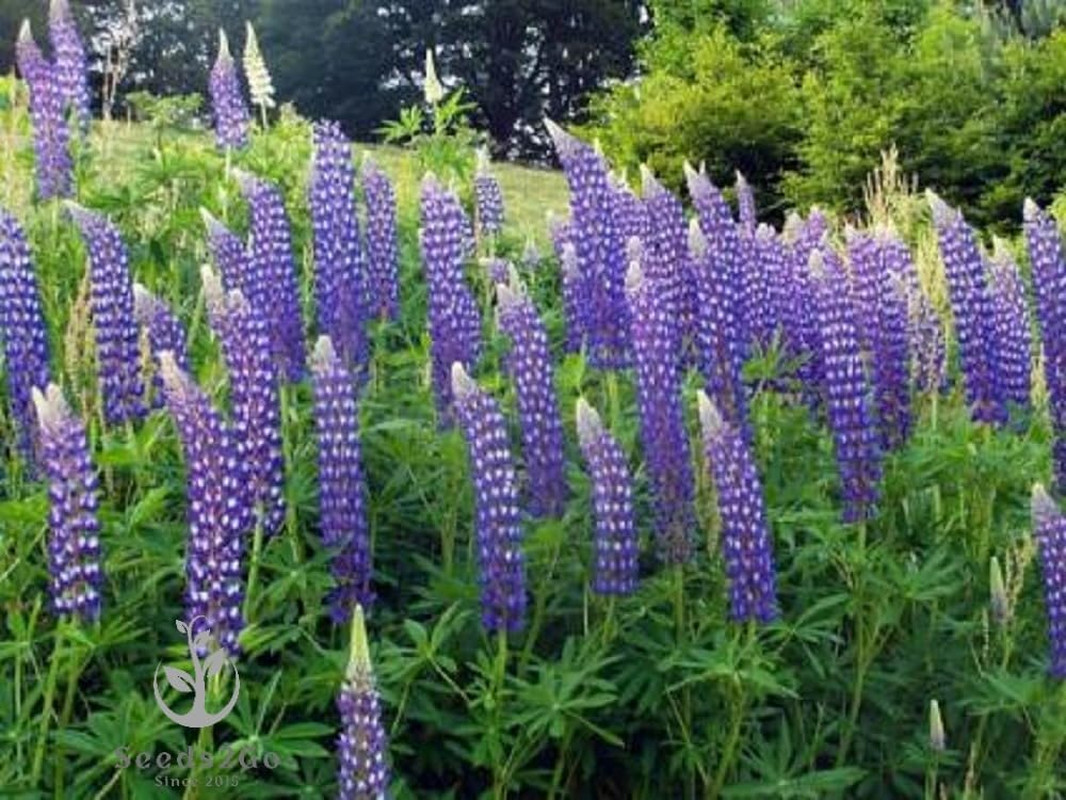 Perennial Lupine Flower Seeds – Lupinus Perennis, Pack of 1,000 Seeds by