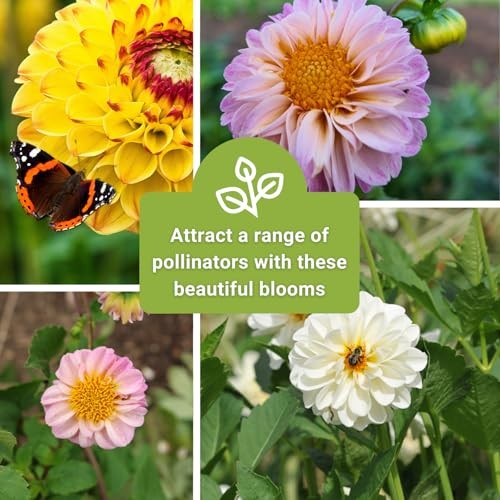 – Pompon Dahlia Seeds for Planting – Annual Non-GMO Heirloom Variety – Ideal 1