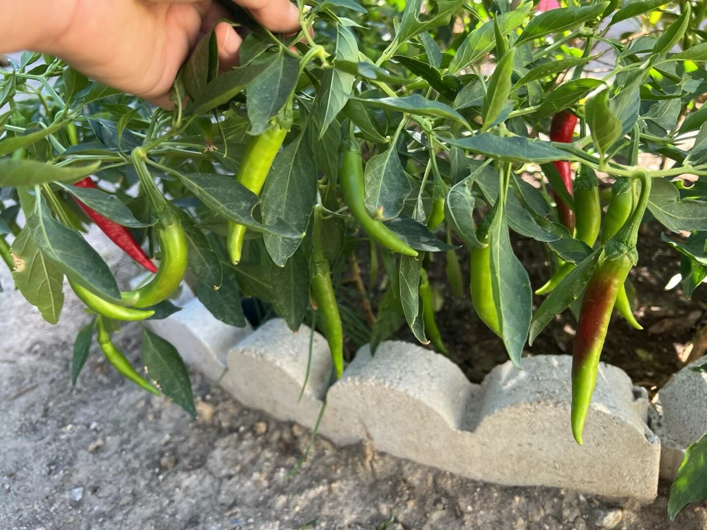 30+ Beauty hot pepper seeds Hybrid F1 vegetable gardening Seeds Produced By 2024